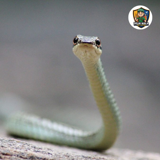 Snake Control